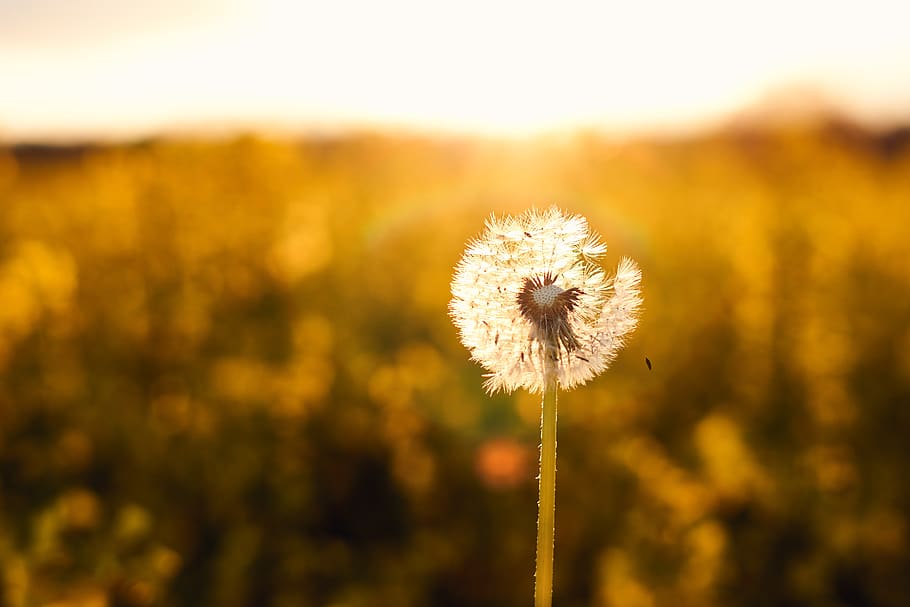 dandelion, backlighting, nature, close up, flower, spring, pointed flower, meadow, plant, macro