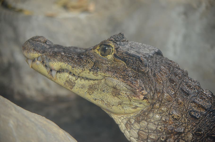 crocodile, caiman, young, reptile, one animal, animal themes, animal, animals in the wild, animal wildlife, close-up