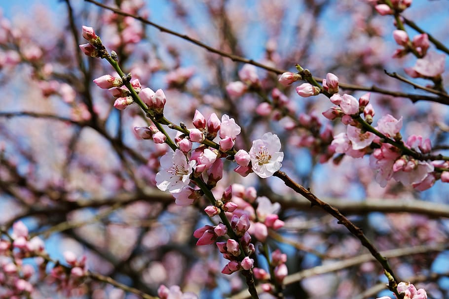 flores en el árbol, cerezos japoneses, flores, rosa, blanco, floración,  árbol, árbol de flores, cerezo floreciente japonés, flor de cerezo | Pxfuel