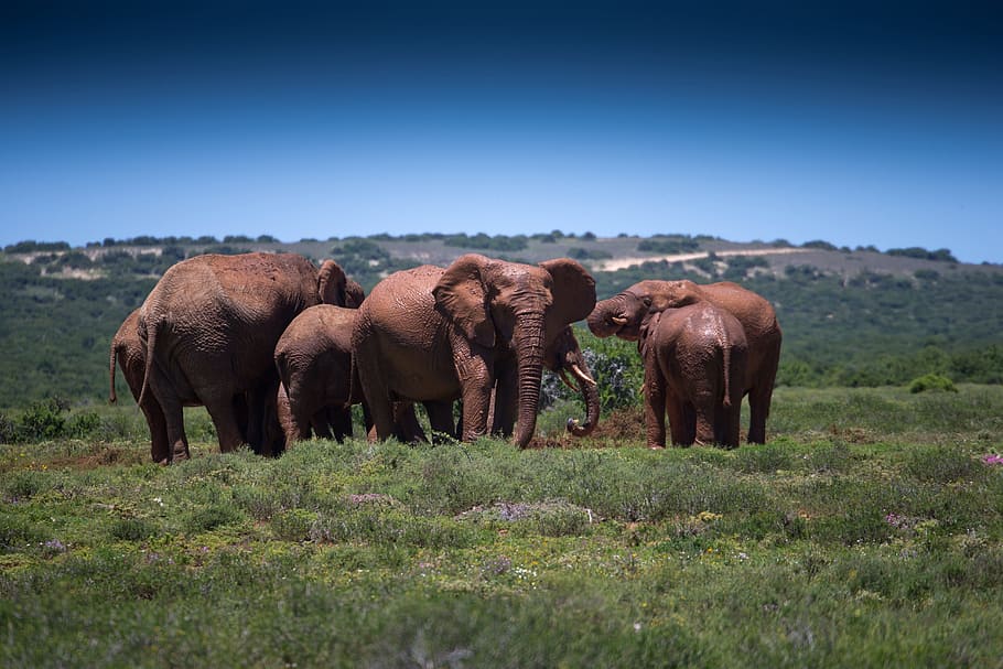 Mud Bath, Elephants, Wildlife, African, safari, mammals, elephant family, animal wildlife, grass, animals in the wild