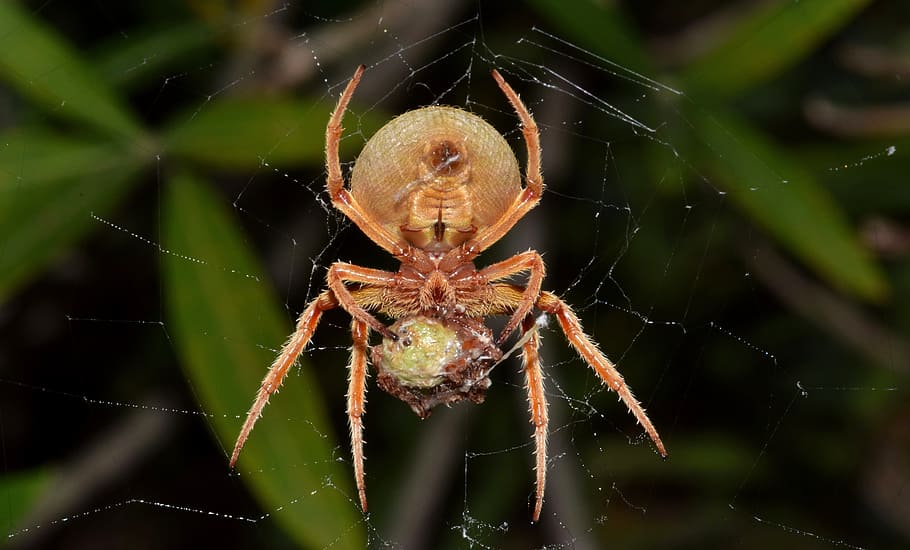 selective, focus photography, brown, barn spider, web, spider, orb spider, orb weaver, webbed, trap