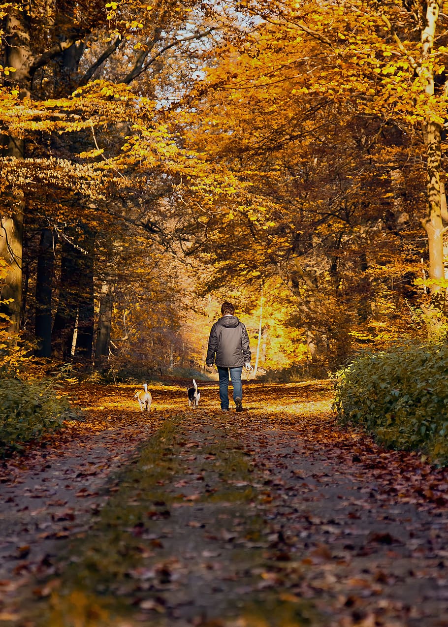 man, walking, pathway, two, dogs, walking on, two dogs, forest path, autumn, walkers