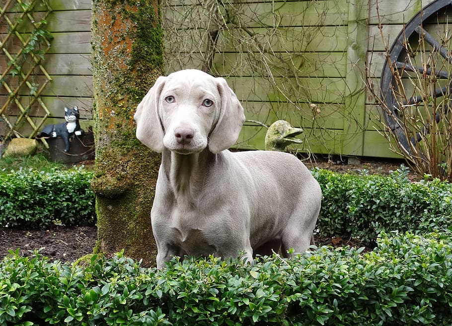 Weimaraner, Remote Access, Dog, hunting dog, puppy, pets, animal, purebred Dog, cute, canine