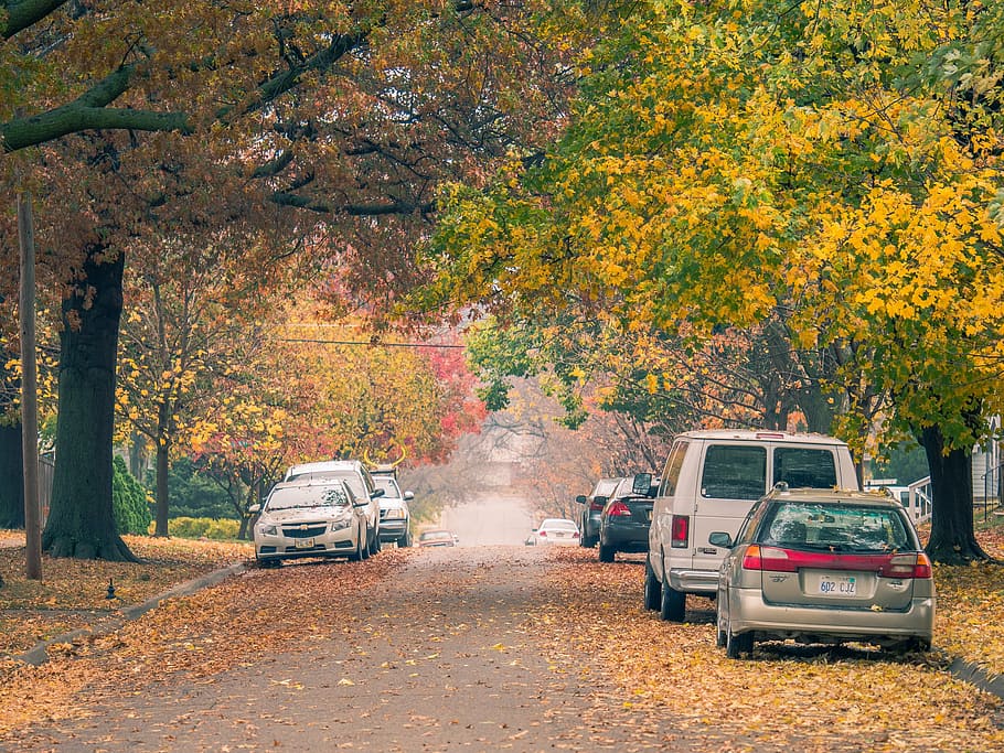 several, cars, road, trees, nature, vehicles, dried, leaves, path, autumn