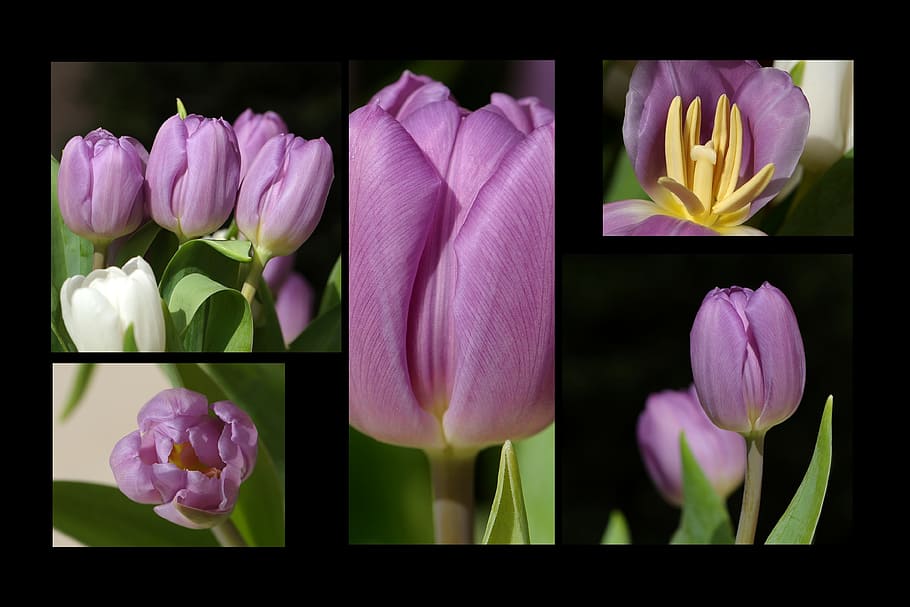 tulips, tulipa, flowers, spring, spring flower, collage, flowers collage, flower, flowering plant, plant