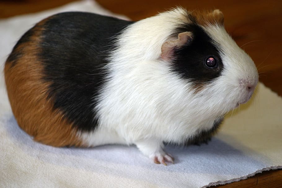 guinea pig, sea ​​pig house, sweet, cute, animal, rodent, small animals, smooth hair, three coloured, pet