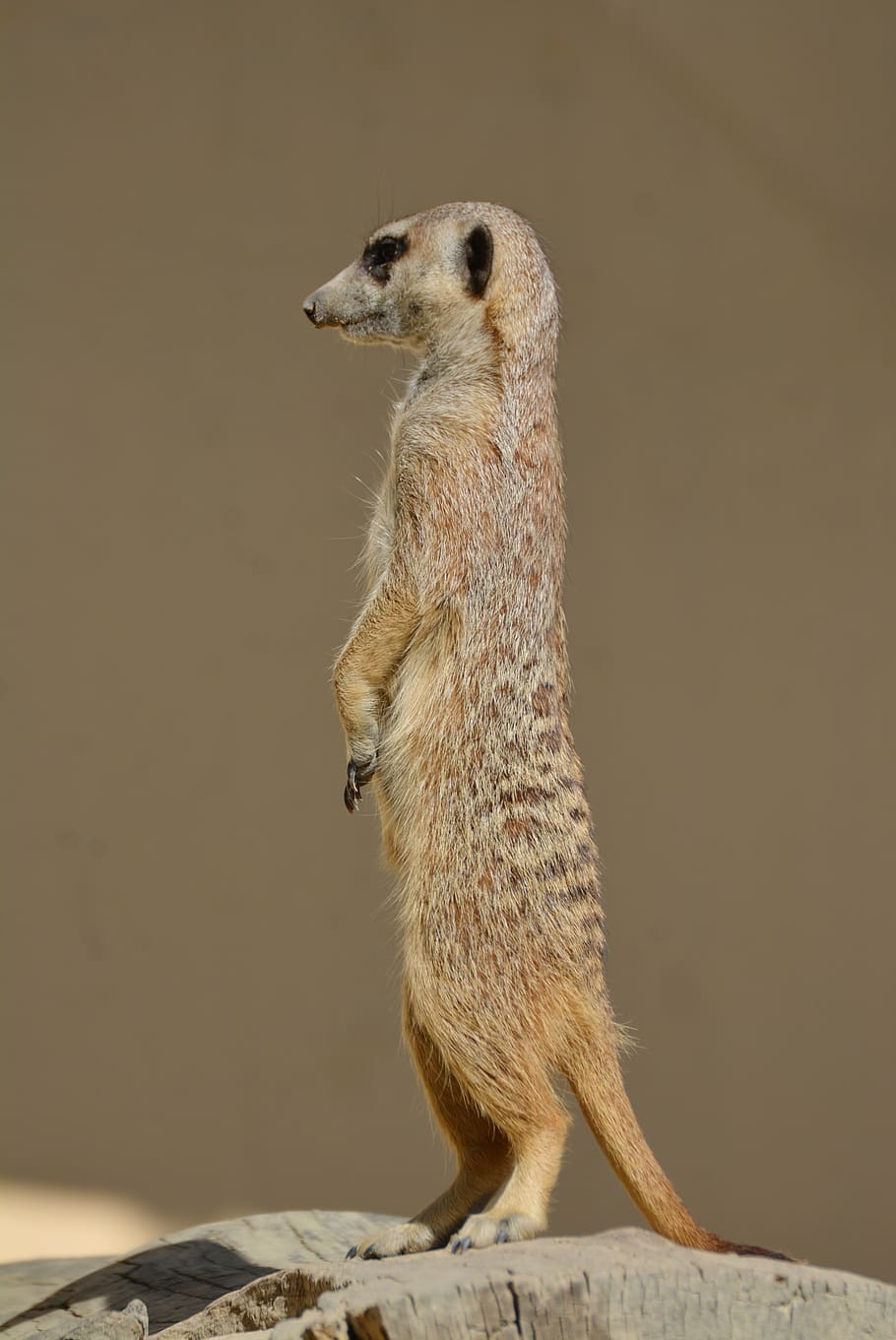 marrón suricata, suricata, meercat, scharrtier, reloj, vigilante, ausschau, atención, guardia, curioso