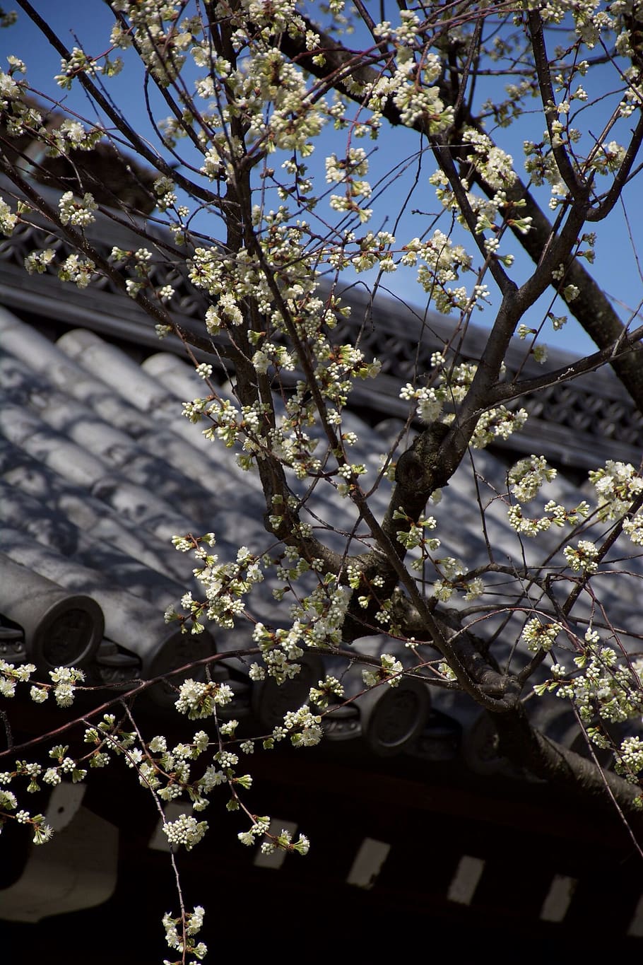 japan, sakura, tree, spring, flowering tree, nature, flowering trees, branch, flower, bloom