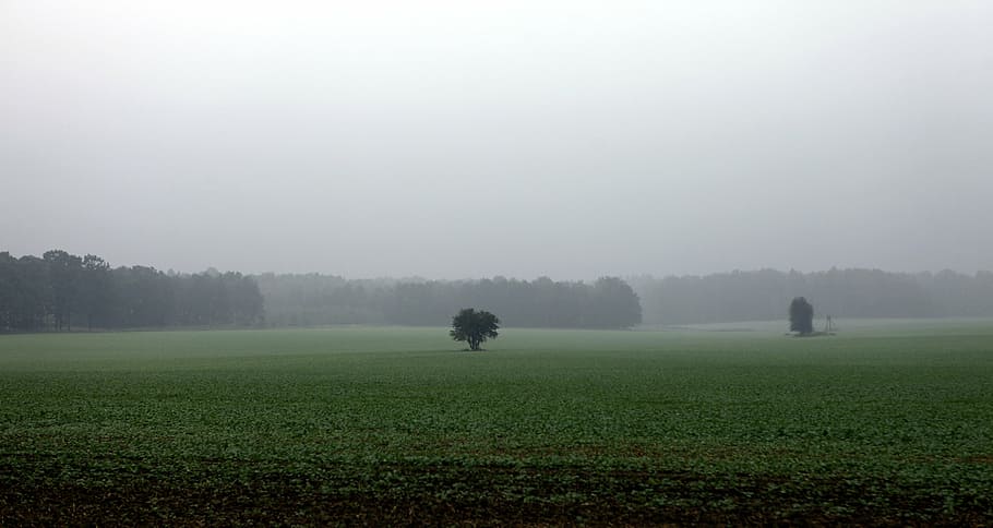 fields, autumn, rainy, rain, cloudy, tree, lonely, empty spaces, november, october
