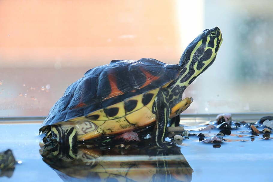 Turtle, Aquarium, Water, Animal, water, animal, reptile, tortoise, animal  Shell, nature, wildlife | Pxfuel