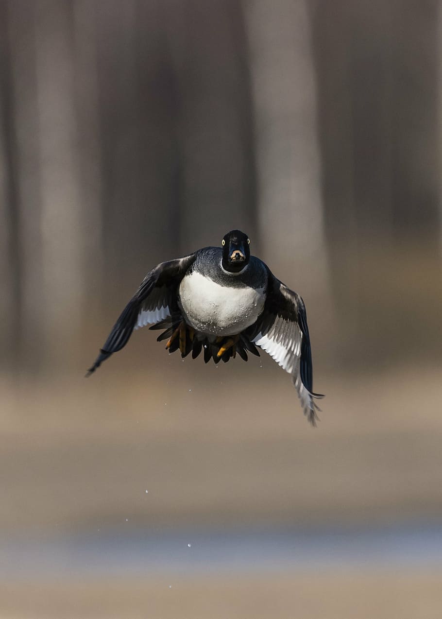 selective, focus photograhpy, flying, white, black, duck, goldeneye, bucephala clancula, waterfowl, bird
