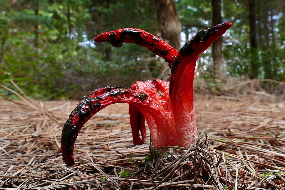 Clathrus archeri, polvo, fungos, fungo polvo stinkhorn, vermelho, terra, foco em primeiro plano, ninguém, planta, natureza