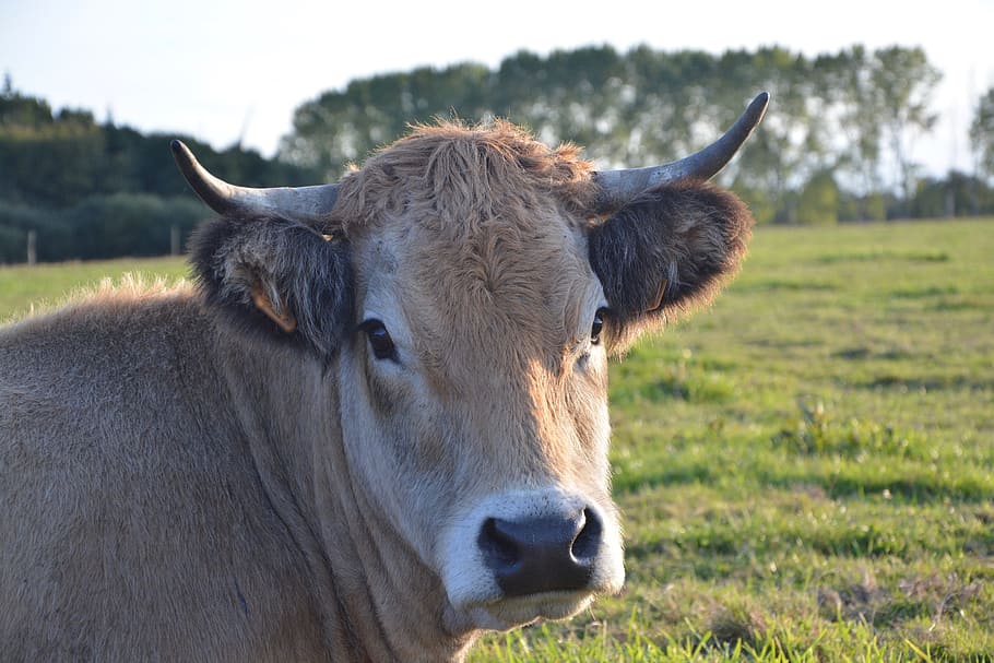 cow, cattle, ruminant, female, mammal domestic, species bos taurus, portrait, horns front, nose, regard to cow