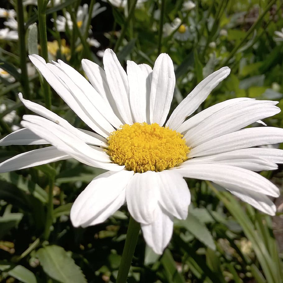 白いデイジー きれいな白いデイジー 新鮮な白いデイジー 自然な白いデイジー 明るい白いデイジー 花 開花植物 脆弱性 植物 成長 Pxfuel
