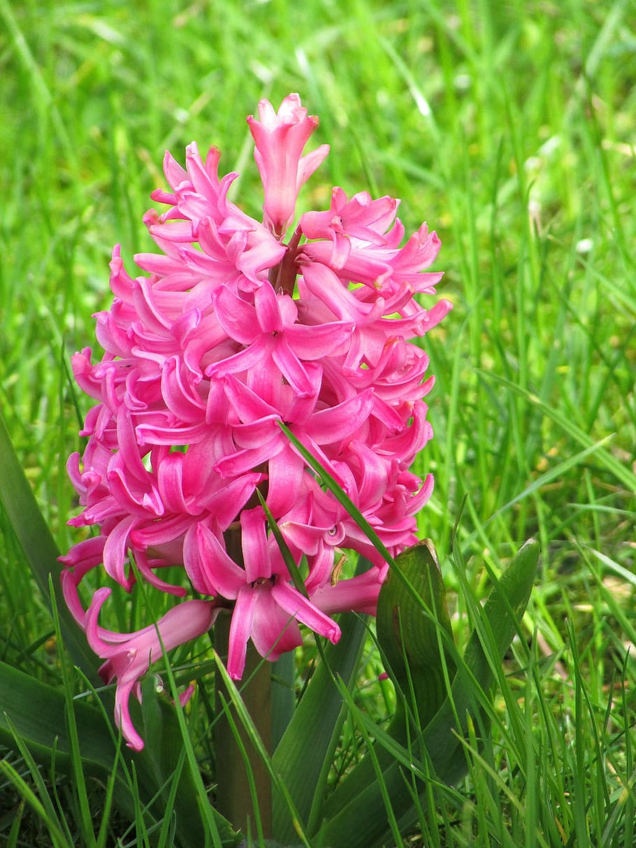 hyacinth, flowers, spring flowers, spring, pink, pink flowers, plant, nature, frühlingsanfang, bright