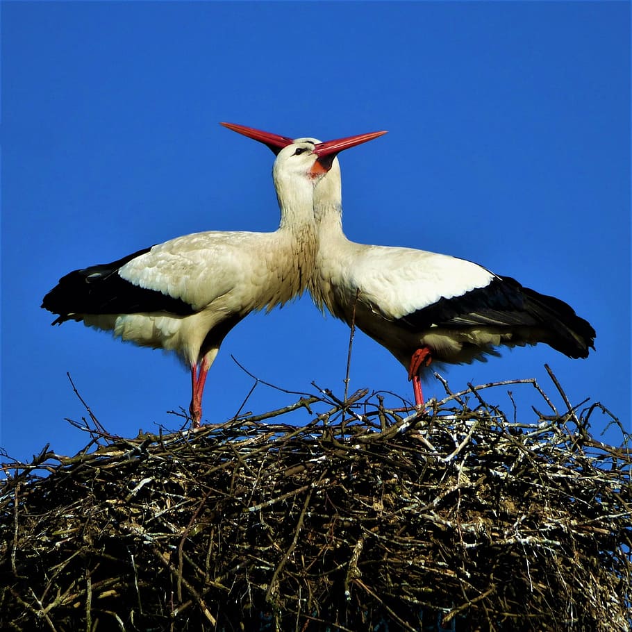 storks, storchenpaaar, beaks, nest, bird's nest, bird, feather, adebar, rattle stork, spring