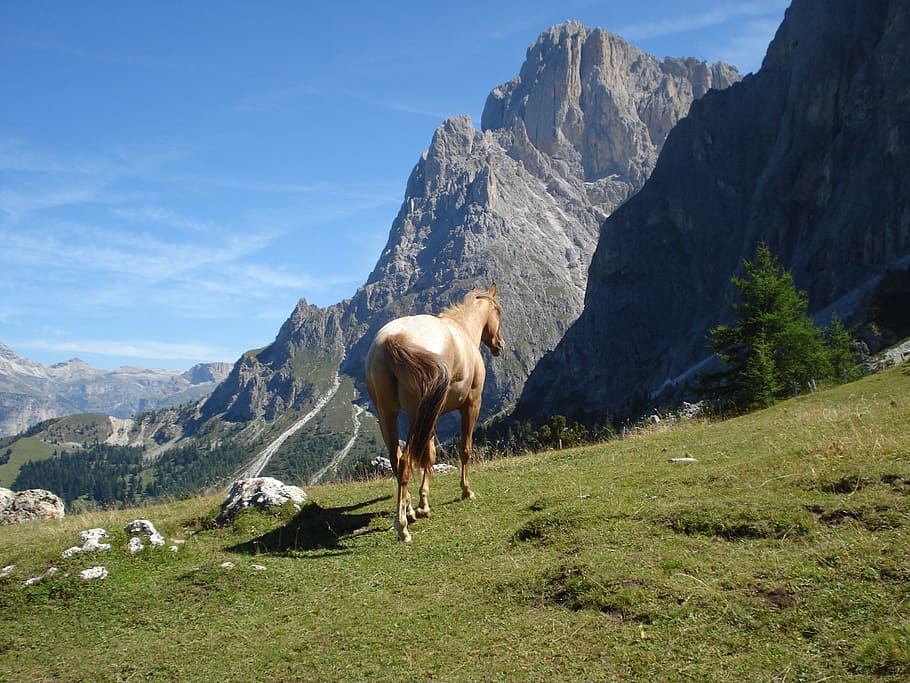 Dolomitas, Val Gardena, Tirol del Sur, Haflinger, Caballo, Alpino, Sassolungo, mamífero, temas de animales, animal