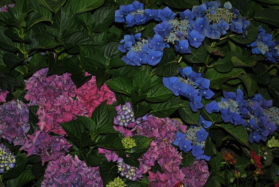 flower, summer, hydrangea, leaf, plant part, plant, beauty in nature, freshness, growth, flowering plant
