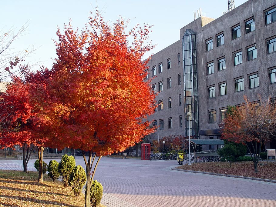 south, korea, Sungkyunkwan University, Suwon, South Korea, college, photos, higher education, public domain, sidwalk