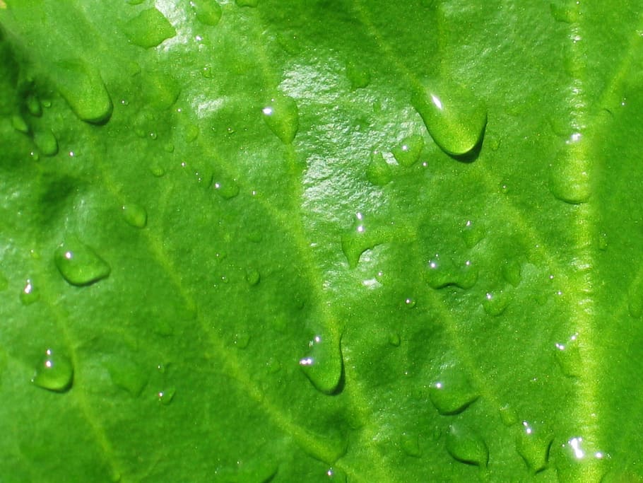 Bergenia, hoja, verde, lluvia, gotas, mojado, gotas de lluvia, fondo, macro, bergenia cordifolia