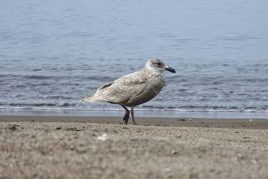 Animal, Sea, Beach, Sea Gull, Seagull, sea, beach, seabird, wild animal, natural, unrestrained