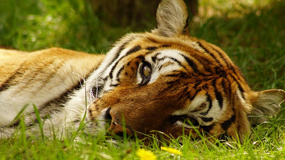 tiger, spring, animal, mammals, king, sleep, view, grass, green, stripes