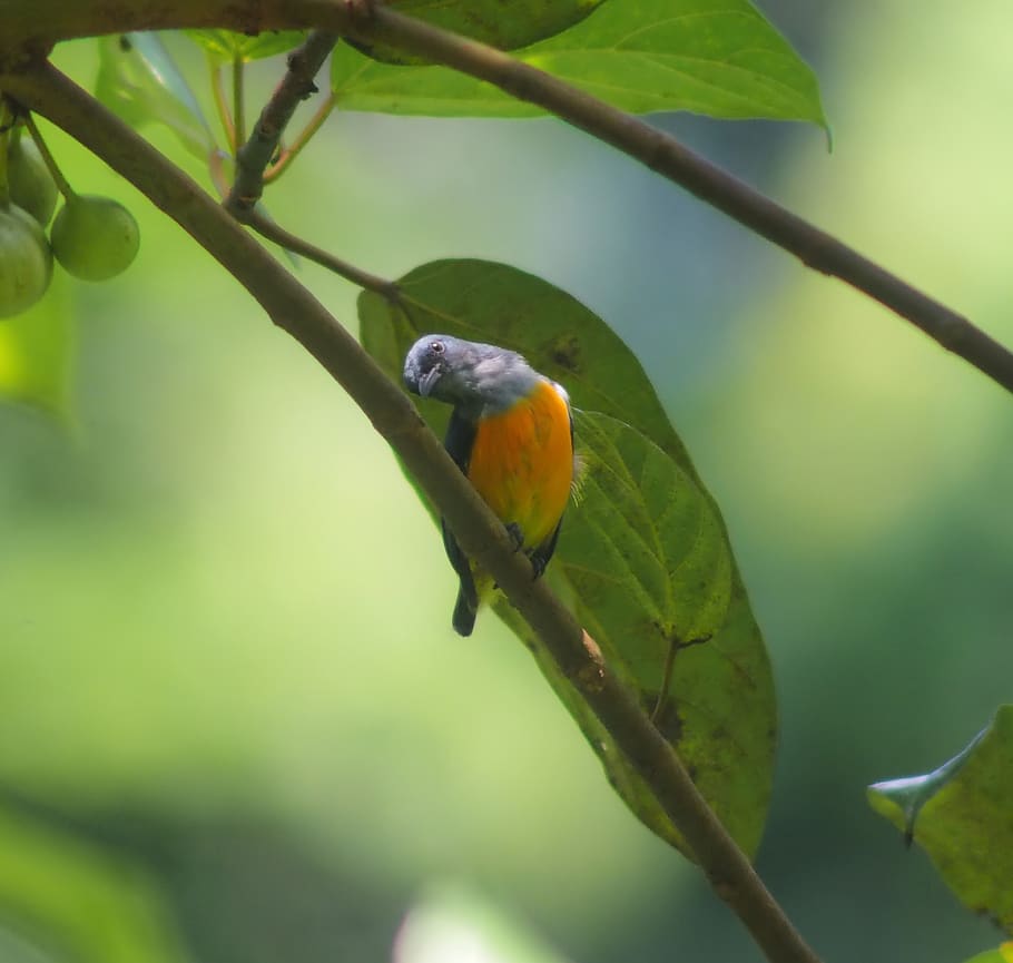 picoteador de flor de vientre naranja, pájaro, fauna, animal, naturaleza,  lluvia, bosque, salvaje, al aire libre, aviar | Pxfuel