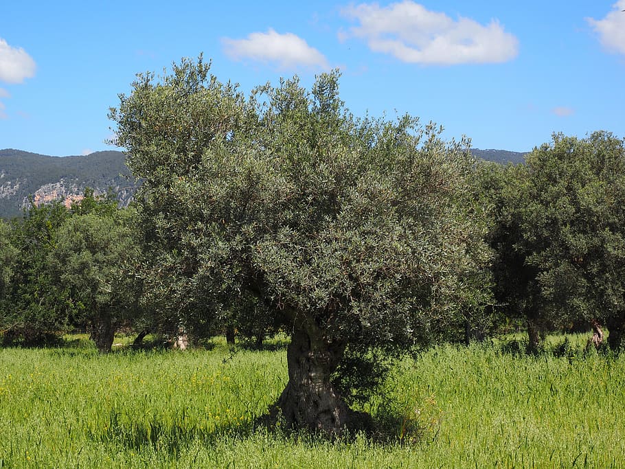 landscape photography, green, leafed, trees, daytime, mallorca, olive tree, olive plantation, plantation, tree