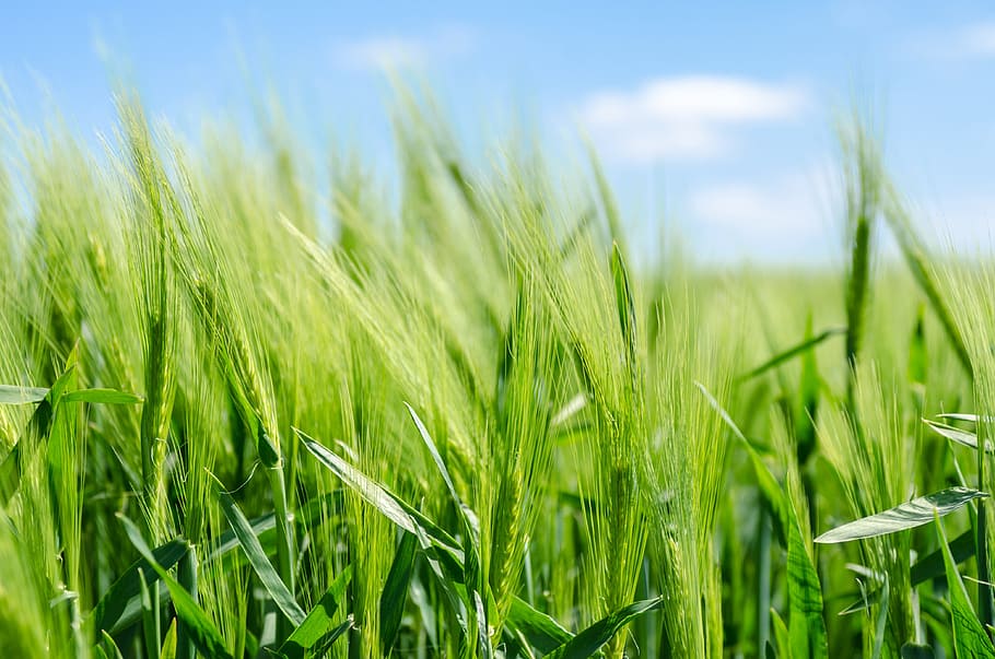 field, wheat, cereal, prairie, plant, agriculture, green color, cereal plant, land, rural scene