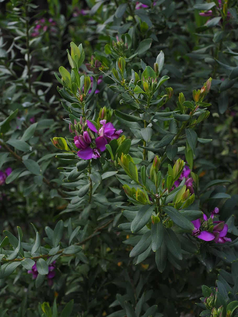 flowers, violet, purple, periwinkle, polygala myrtifolia, keuzblume, polygala, finial greenhouse, polygalaceae, polygala milkwort