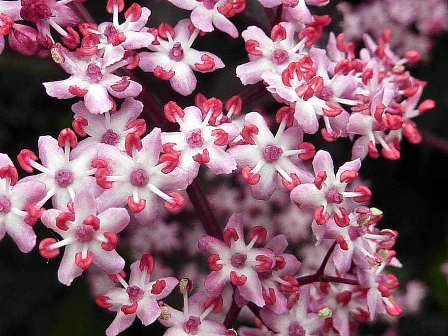 Flower, Elderberry, White, pink, pink color, fragility, petal, beauty in nature, blossom, flowering plant