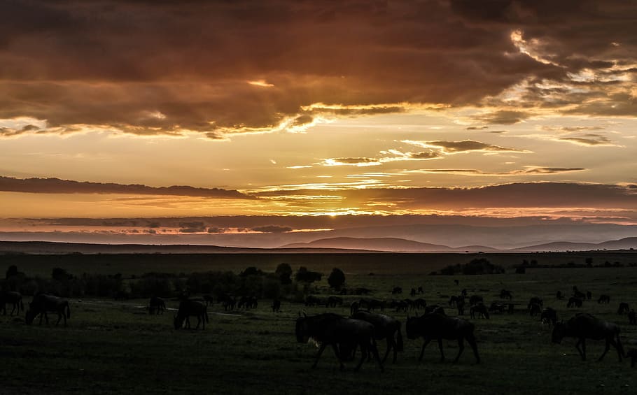fotografía de paisaje, animales, verde, campo de hierba, amanecer, ñu, rebaño, sabana, masai mara, kenia