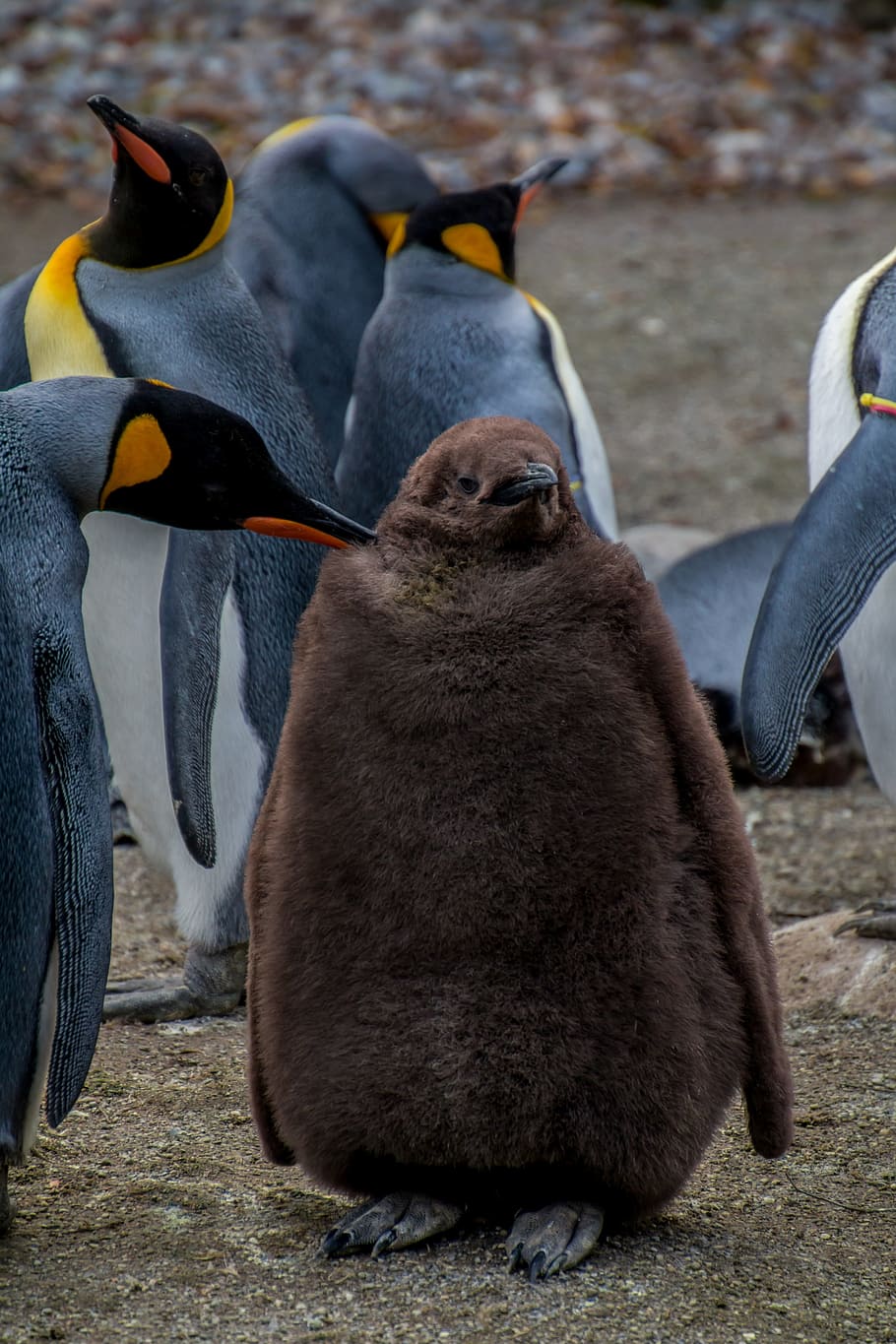 Pinguim-imperador, Pingu, pinguim, pinguim jovem, bebê, pais, preocupações, preocupação, antártica, natureza