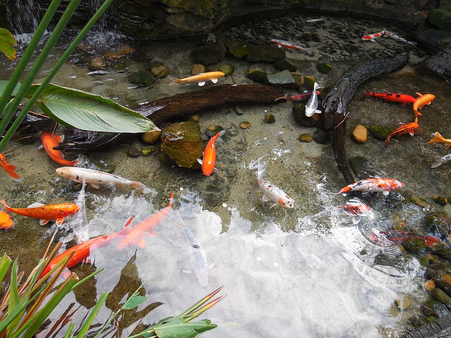Colorful, Fish Pond, Fishes, colorful fishes, nature, aquarium, ornamental, goldfish, koi Carp, pond