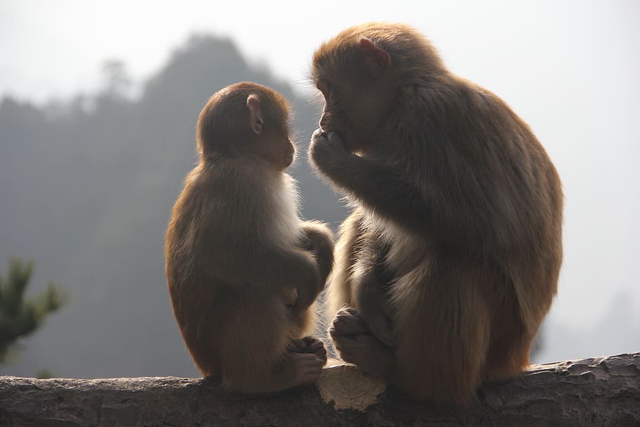 monyet, zhangjiajie, binatang, primata, mamalia, kelompok hewan, duduk, satwa liar, dua hewan, hewan di alam liar