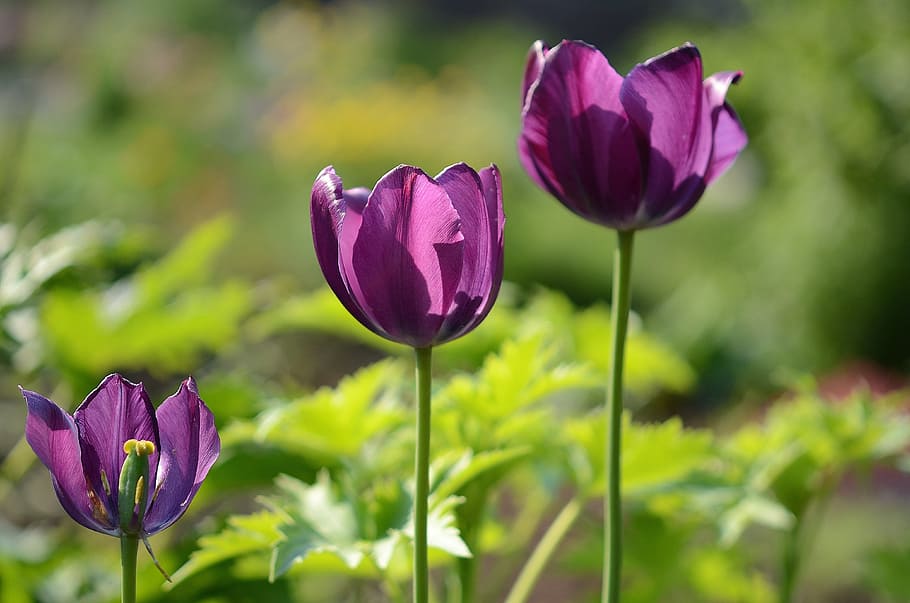 クローズアップ 写真 紫 チューリップの花 チューリップ 花 植物 自然 ライラック 新鮮な庭 Pxfuel