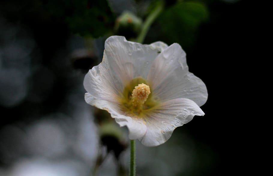 hollyhock, alcea rosea, flower, transparent, raindrops, bright, summer, white, flowering plant, petal