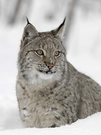 Royalty-free lynx photos free download | Pxfuel