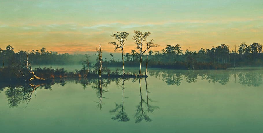 four, green, trees, dawn, swamp, nature, landscape, water, scenic, reflection