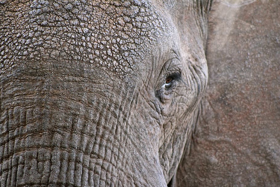 foto, elefante, esquerda, olhos, animais selvagens, fechar-se, tronco, pele, parte do corpo animal, um animal