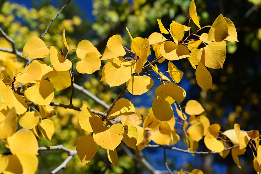 yellow leaves, aspen, autumn, fall, nature, tree, yellow, leaf, season, september