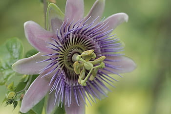 passion-flower-passiflora-climber-plant-