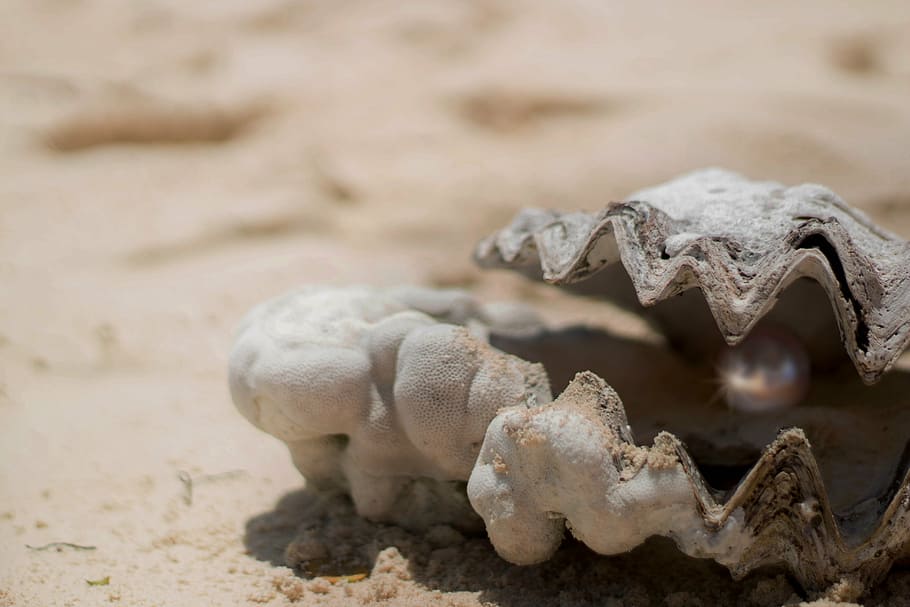shallow, focus photography, gray, clam shell, pearl, shell, valuable, light, sand, open