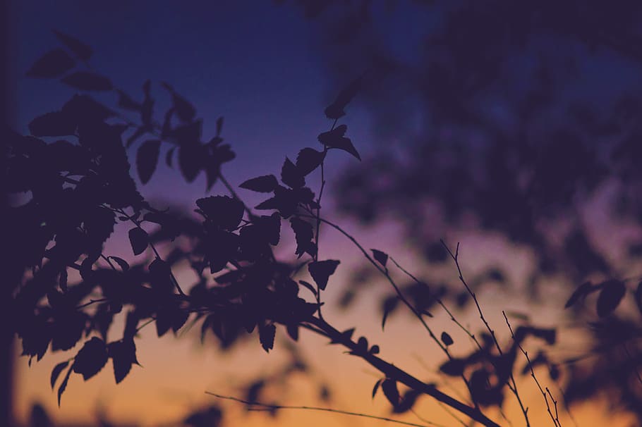 silhouette photo, tree, leaves, gradient, sky, sunset, silhouette, light, color, blue