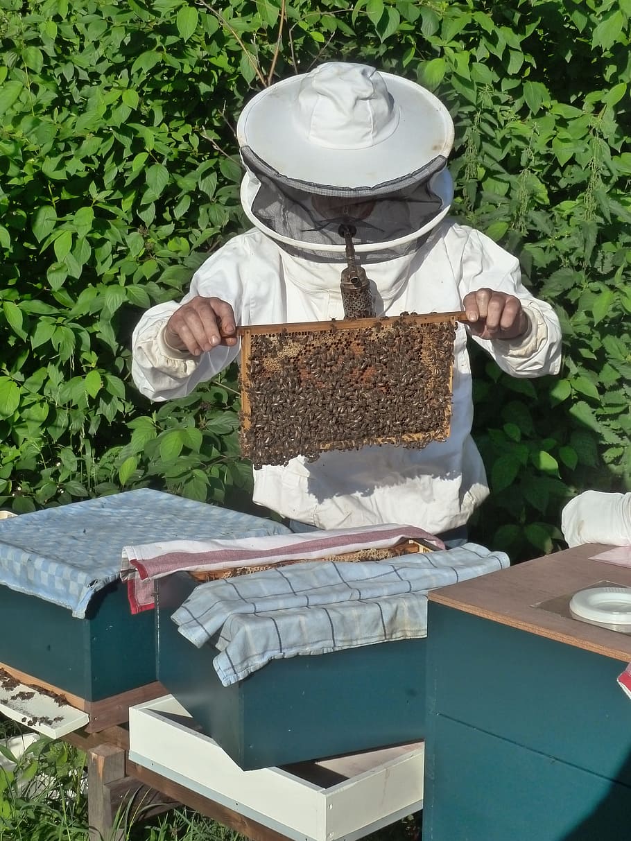 apicultor, criador de peces, abejas, planta, naturaleza, día, contenedor, apicultura, una persona, colmena