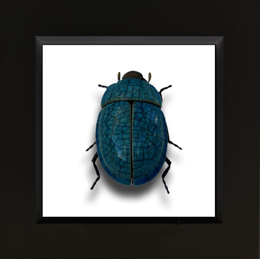 Ceramic, Beetle, Insect, Animal, art, blue, science, studio shot, technology, black background