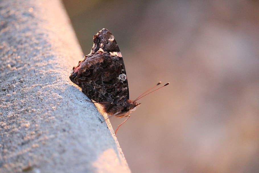 butterfly, red admiral, fuzzy, shadow, antennae, wings, invertebrate, animal wildlife, insect, one animal