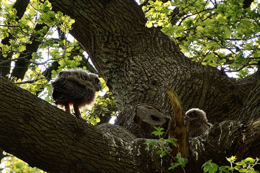 eagle owl, young bird, duvenstedter brook, tree, plant, trunk, tree trunk, animals in the wild, animal wildlife, animal