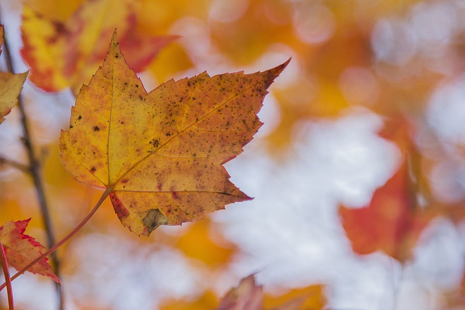マップル, 秋, カナダ, オレンジ, オレンジの葉, 葉, 自然, ケベック, 変更, カエデの葉