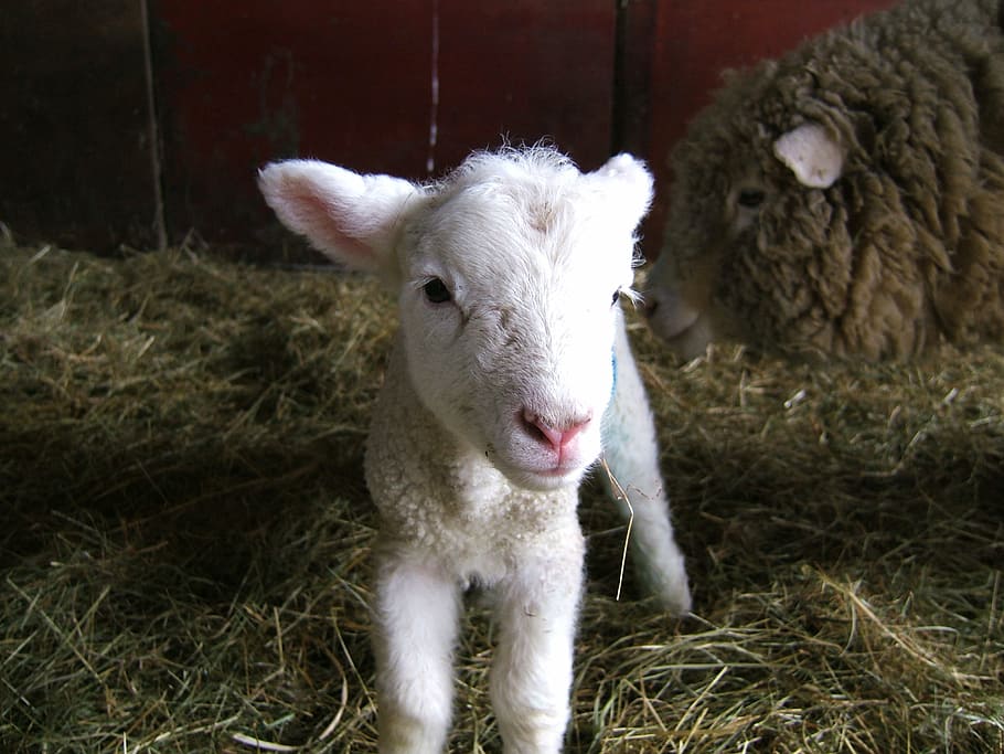 lamb, sheep, farm, spring, livestock, woolly, animal, agriculture, cute, wool